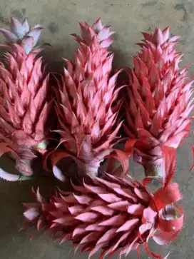 Buah nanas muda segar