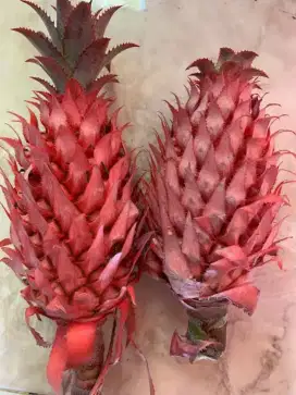 Jual buah nanas muda / nanas merah segar