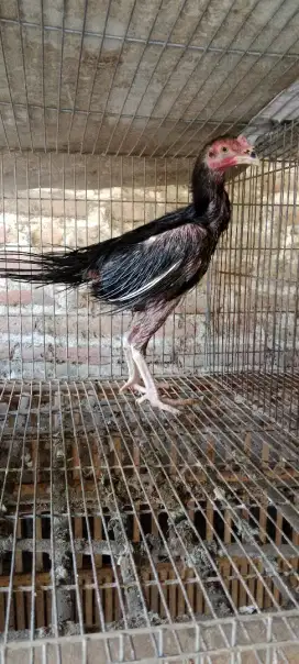 Ayam Cemara Rajekwesi atau Ayam Bulu landak jarum
