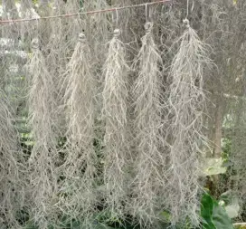 Jenggot Musa / Spanishmoss