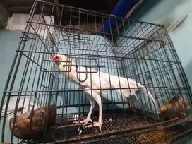Ayam jago putih mulus