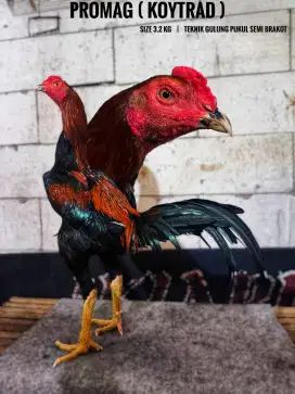 Ayam bangkok , birma , pama , mangon , birkok , pakoy , koytrad