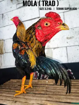 Ayam bangkok , birma , pama , mangon , birkok , pakoy , koytrad