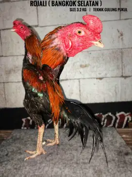 Ayam bangkok , birma , pama , mangon , birkok , pakoy , koytrad