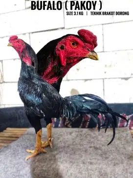 Ayam bangkok , birma , pama , mangon , birkok , pakoy , koytrad