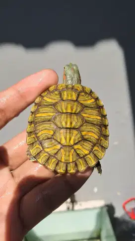 Kura brazil/res, red eared slider rio grande