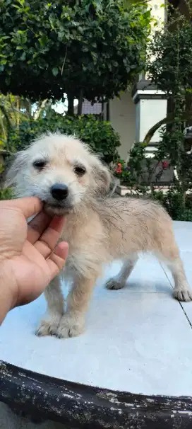 Betina mix pom lucu