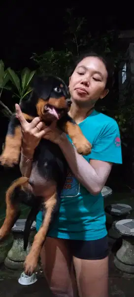 Rottweiler jantan