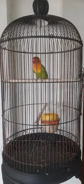 Lovebird betina prospekan