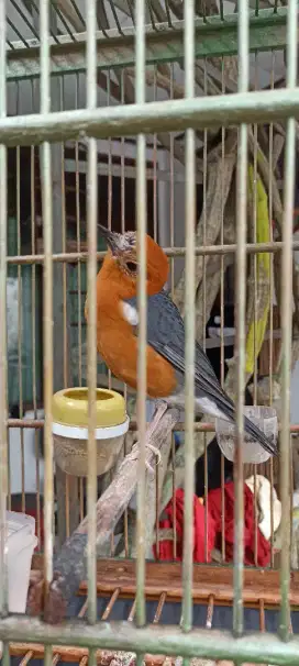 Anis merah pastol jual