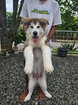 GIANT ALASKAN MALAMUTE PUPPY