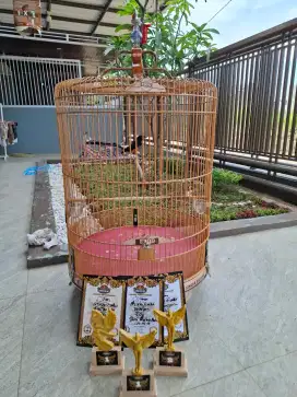 Murai Batu Mapan Prestasi