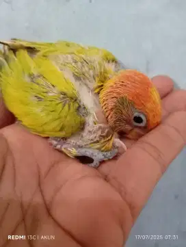 Lolohan burung lovebird barong