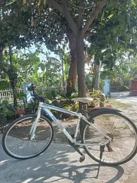 Polygon mulus full modif