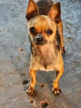 Chihuahua harga 3 ekor umur 1 tahunan