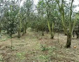 Dijual murah tanah kebun jeruk di dau dekat wisata bedengan