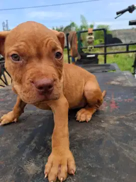 Anjing pitbull american terrier