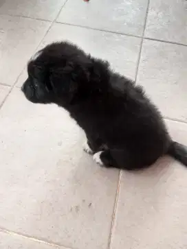 Jual anak anjing