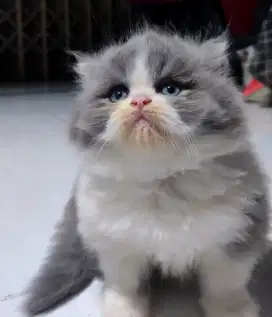 kucing jantan Persia usia 3 bulan