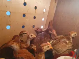 Ayam kampung Elba. Petelur unggul umur 4 minggu
