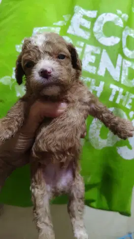 Tiny poodle betina 1 bulan