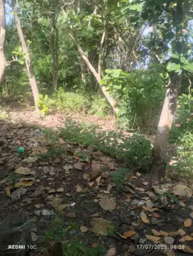 Bersih2 rumput dan tanaman liar