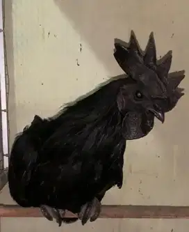 Ayam cemani jantan dewasa