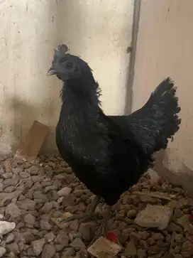 Ayam cemani biang dewasa