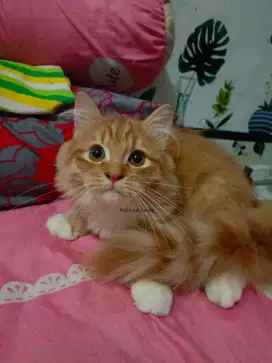 Kucing Persia gembul oren