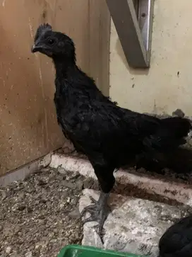 Ayam cemani 3 bulan sepasang