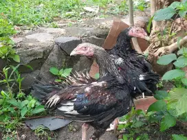 Ayam jantan jenis Bangkok