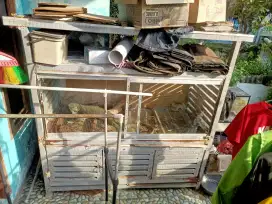 Iguana 2 jumbo hijau beti merah jantan