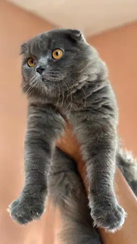 scottish fold blue kucing british jdhin bsh munchkin fortune kitten