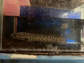 Ikan cana asiatica dan cana maru