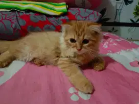 Gaelic NS fold Scottish fold