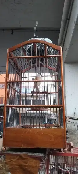 Pentet pastol rajin