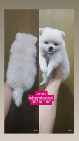 Minipom super gemes murah