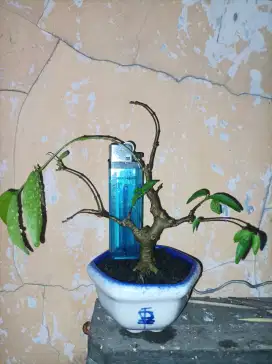 Bonsai anting putri anput