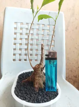 Bonsai beringin kimeng