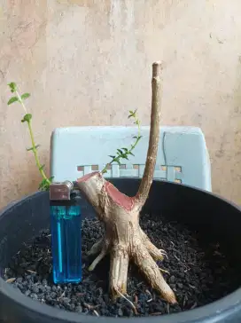 Bonsai sancang prokar