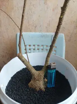 Bonsai beringin kimeng