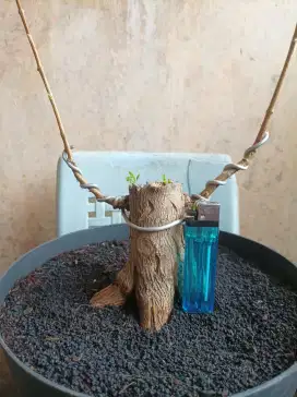 Bonsai sancang pecah batang