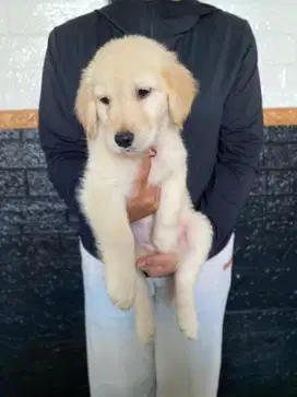 Puppy Golden Retriever Pure Betina