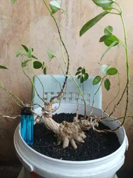 Bonsai sancang tahapan