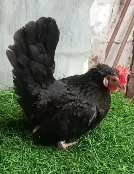 Ayam kate betina dewasa