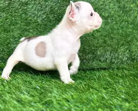 French bulldog puppy betina