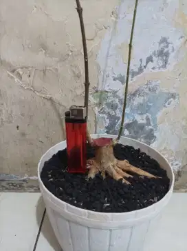 Bonsai anting putri anput
