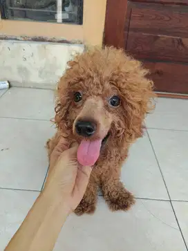 POODLE SEPASANG INDUKAN STAMBUM