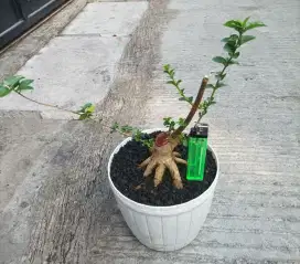 Bonsai sancang prokar