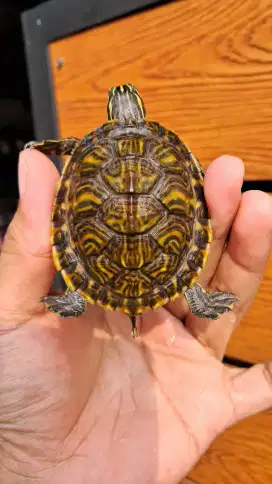 Kura kura peninsula cooter bukan brazil